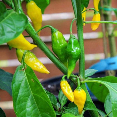 Aji Gold (Limon) Pepper Seeds - The Pepper Pantry (Formerly Marie Sharp's)
